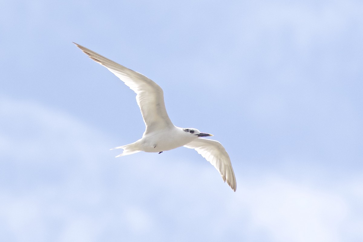 Sandwich Tern - ML67334151