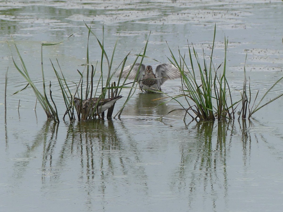 Pectoral Sandpiper - Leslie Sours