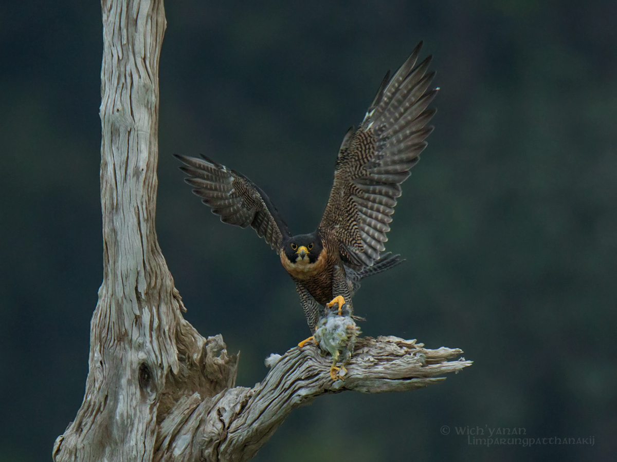 Peregrine Falcon (Indo-Pacific) - Wich’yanan Limparungpatthanakij