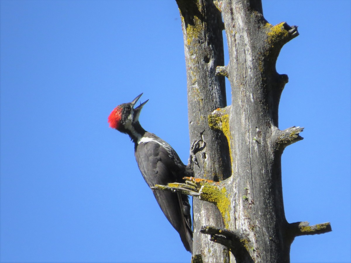 Pileated Woodpecker - Rick Saxton