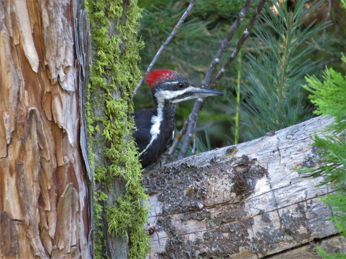 Pileated Woodpecker - Rick Saxton