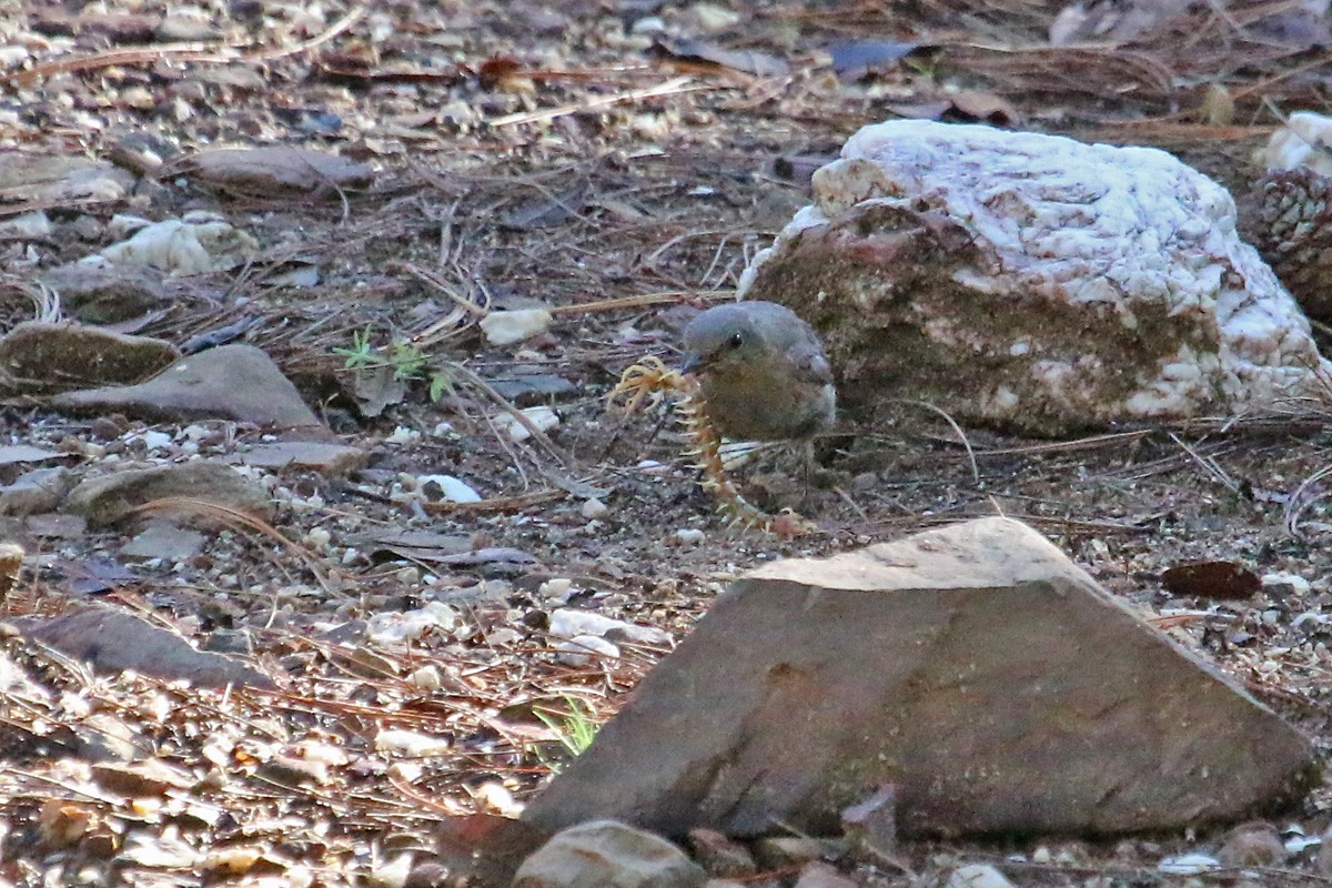 Eastern Bluebird (Mexican) - ML67337721