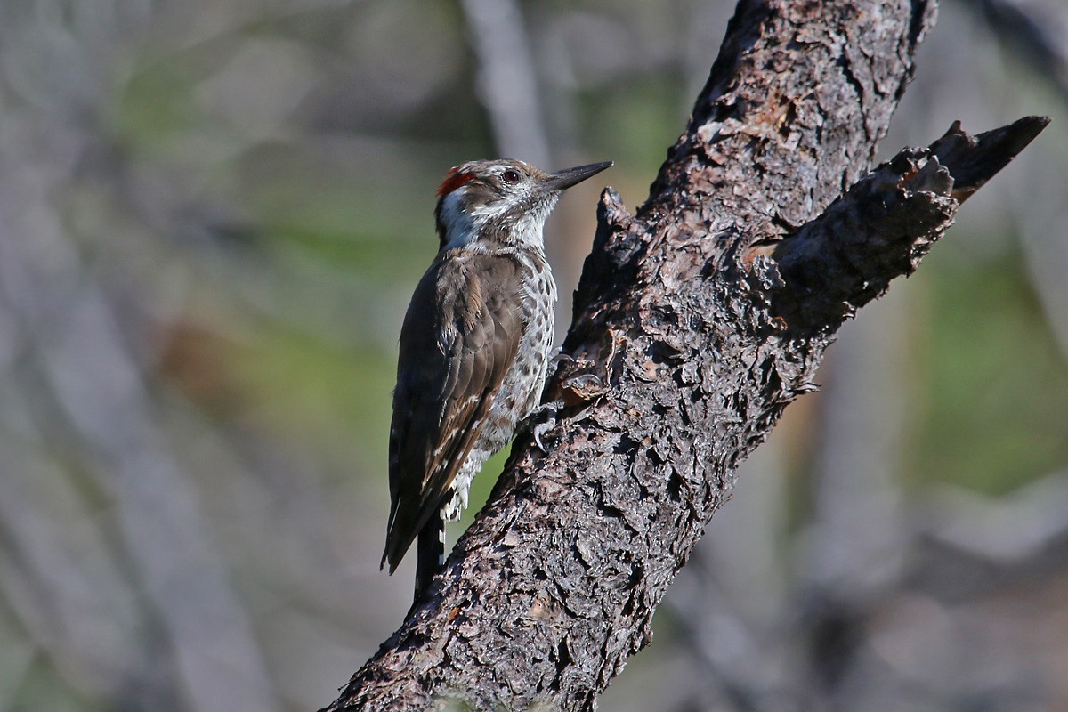 Arizona Woodpecker - ML67337731