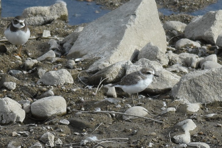 Snowy Plover - ML67339031