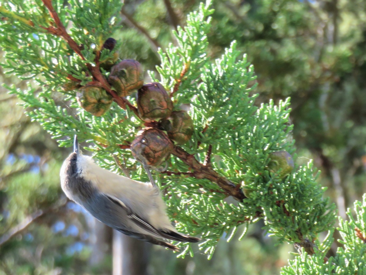 Pygmy Nuthatch - Kent Forward