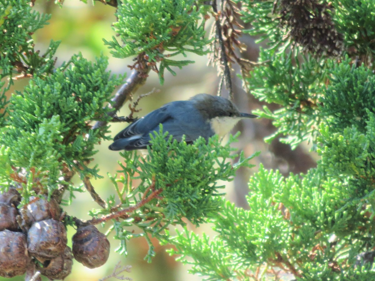 Pygmy Nuthatch - ML67339321