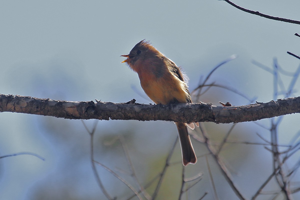 Tufted Flycatcher - ML67339331