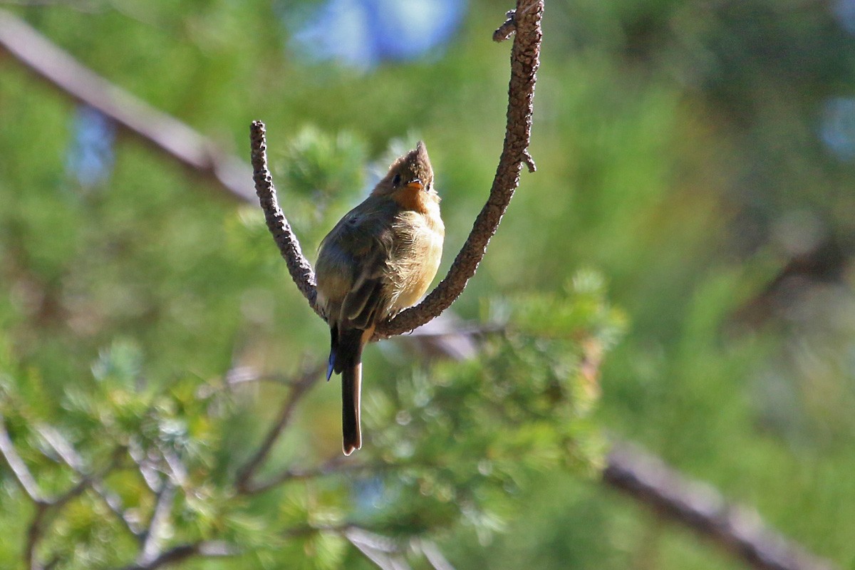 Tufted Flycatcher - ML67339371