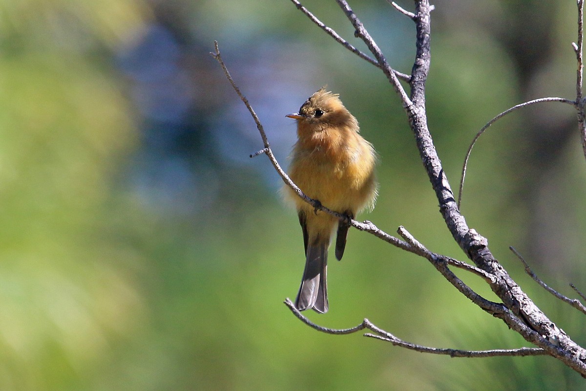 Tufted Flycatcher - Richard Fray