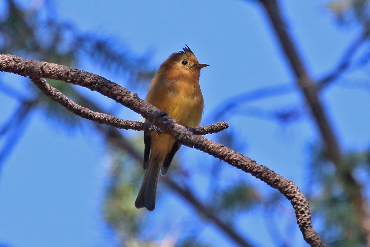 Tufted Flycatcher - ML67339391