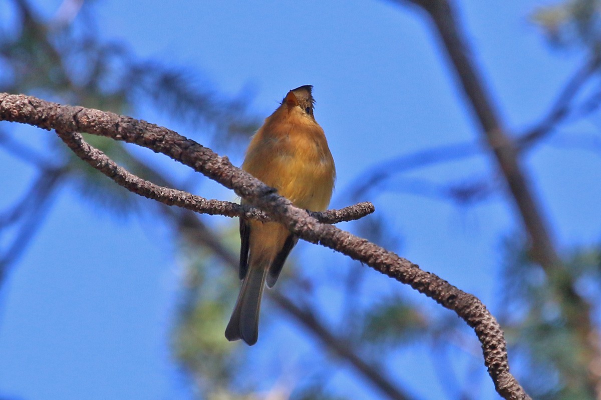 Tufted Flycatcher - ML67339401