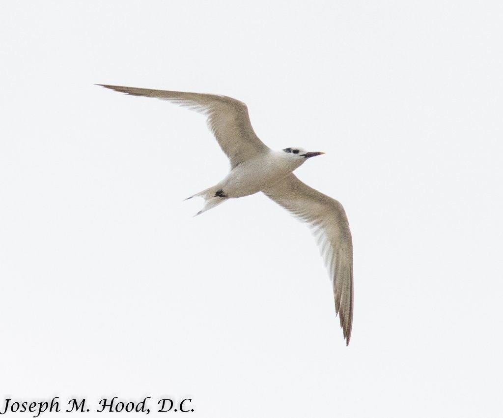 Sandwich Tern - ML67340121