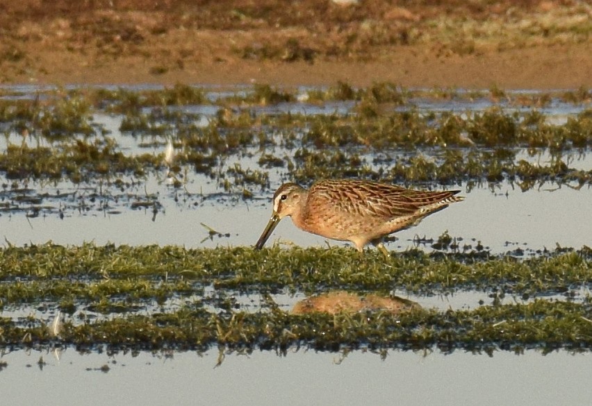 Short-billed Dowitcher - Ryan O'Donnell