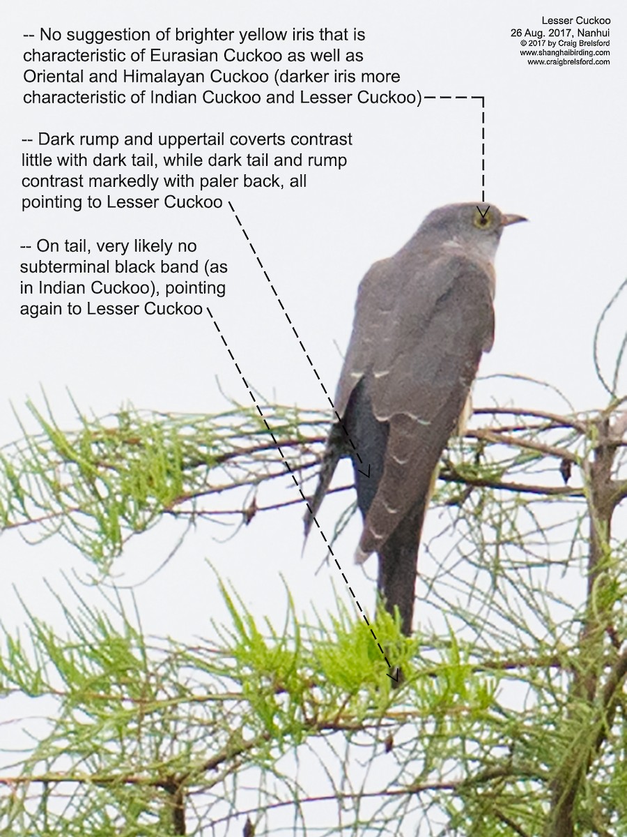 Lesser Cuckoo - Craig Brelsford