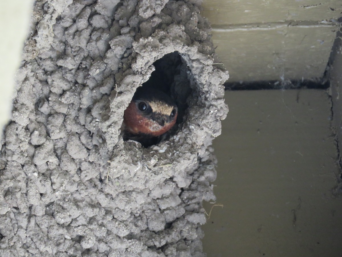 Cliff Swallow - ML67341161