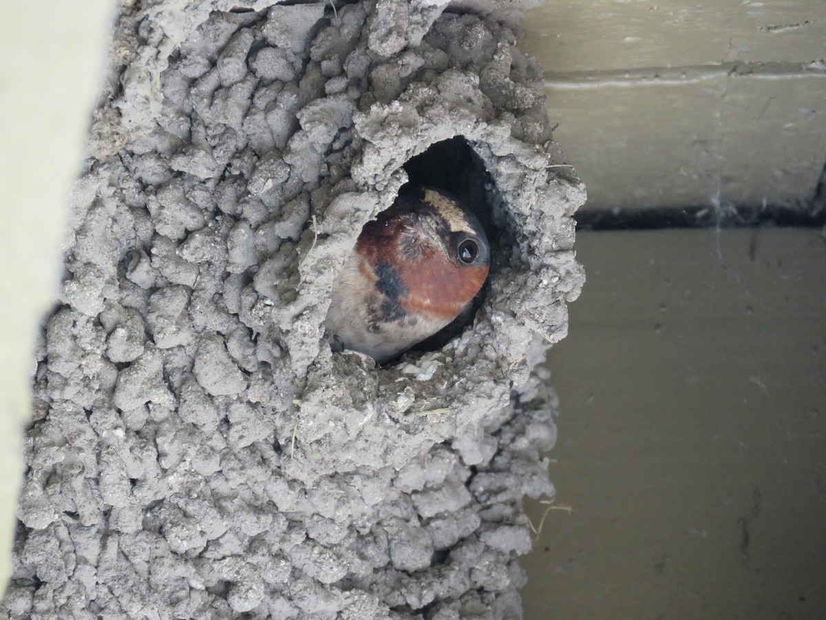 Cliff Swallow - ML67341181