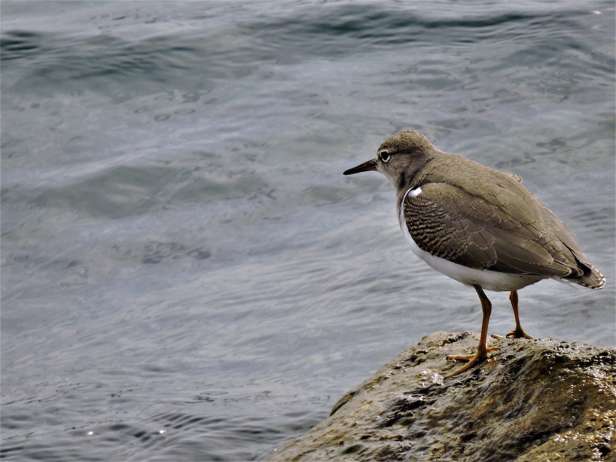 Spotted Sandpiper - ML67342511