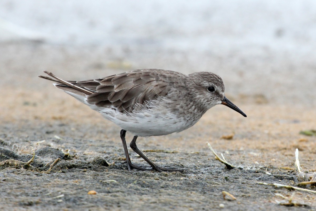 White-rumped Sandpiper - Ray Turnbull