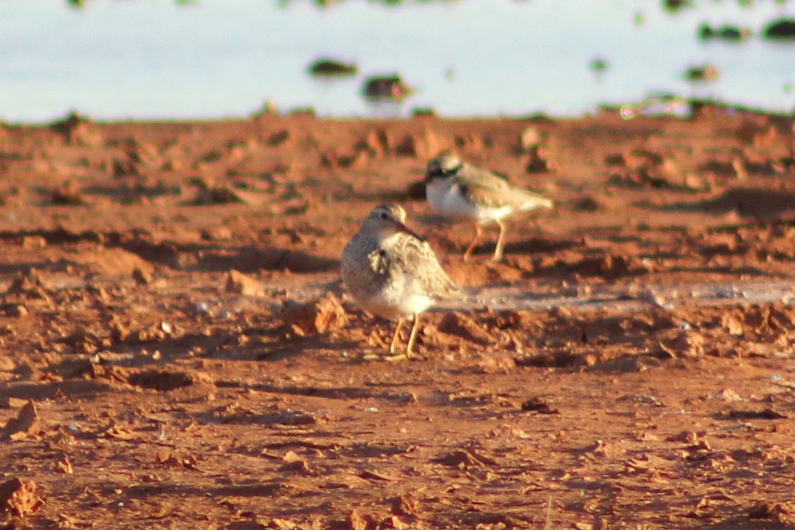 Pectoral Sandpiper - Ray Turnbull