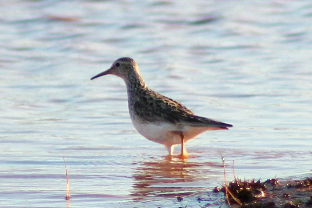 Pectoral Sandpiper - Ray Turnbull