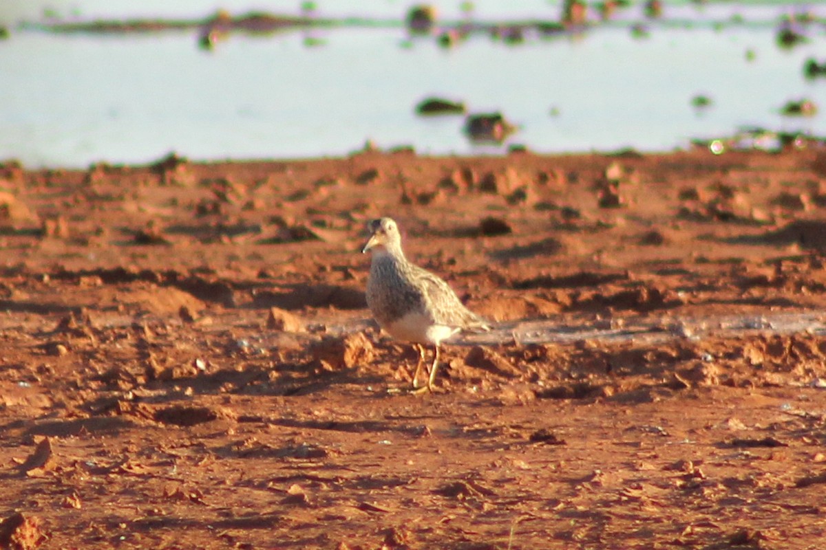 Pectoral Sandpiper - ML67344261