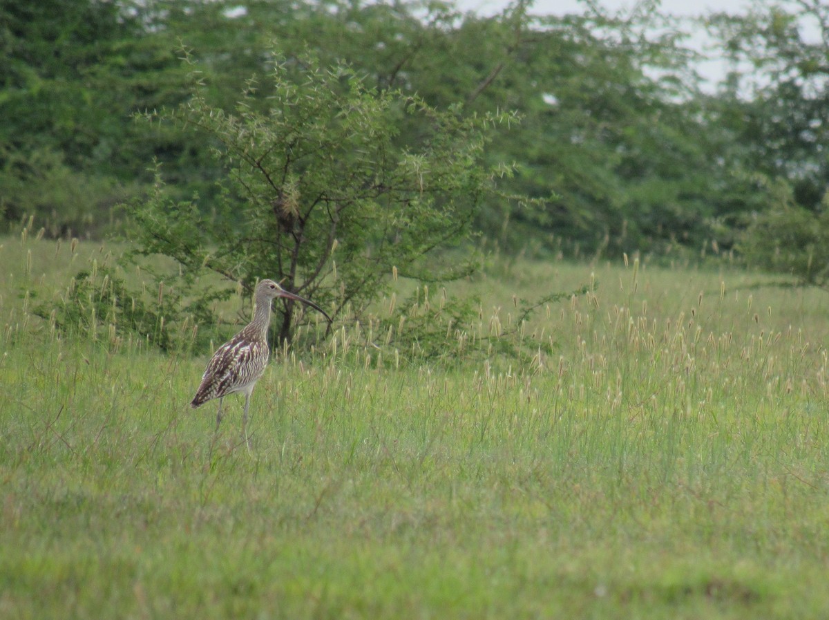 Eurasian Curlew - ML67346231