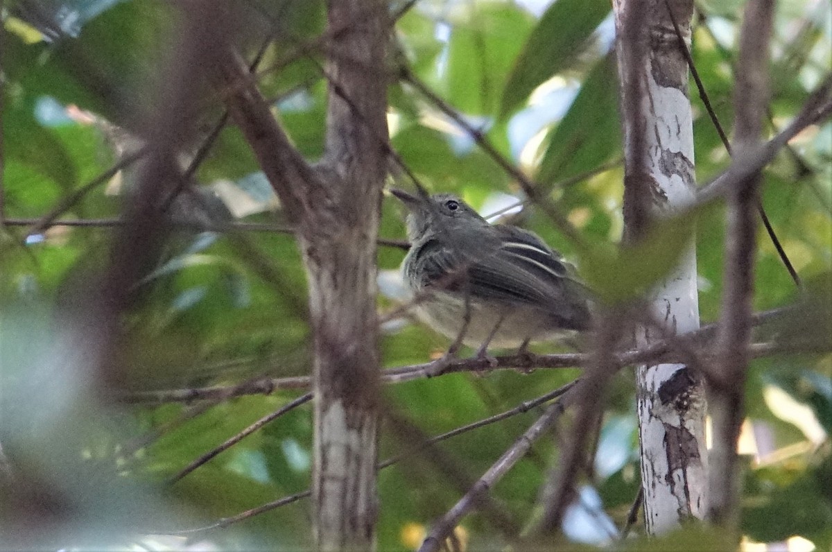 Snethlage's Tody-Tyrant - Ottavio Janni