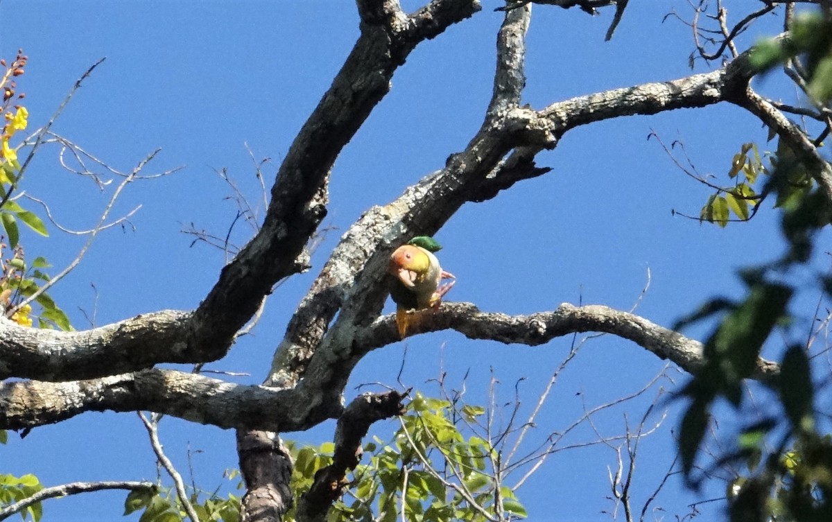 White-bellied Parrot (Yellow-tailed) - ML67347671