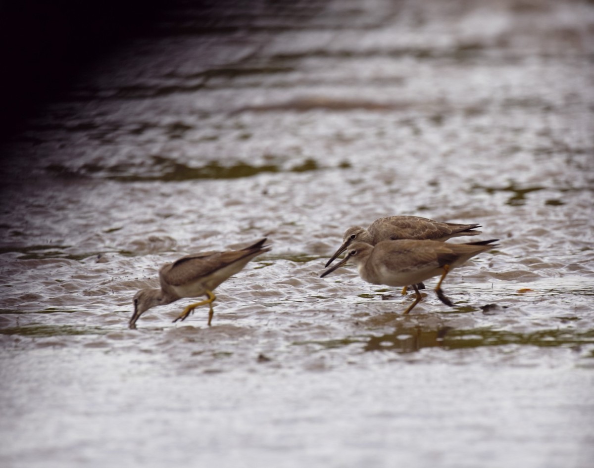 Gray-tailed Tattler - ML67347681