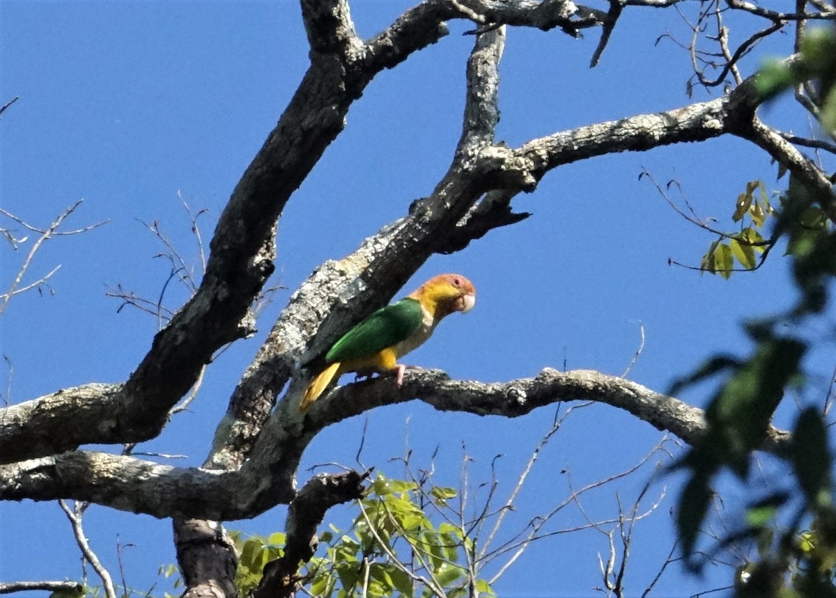 White-bellied Parrot (Yellow-tailed) - ML67347711