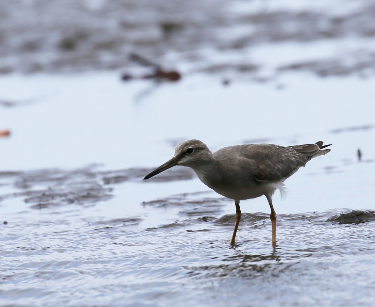 Gray-tailed Tattler - ML67347811