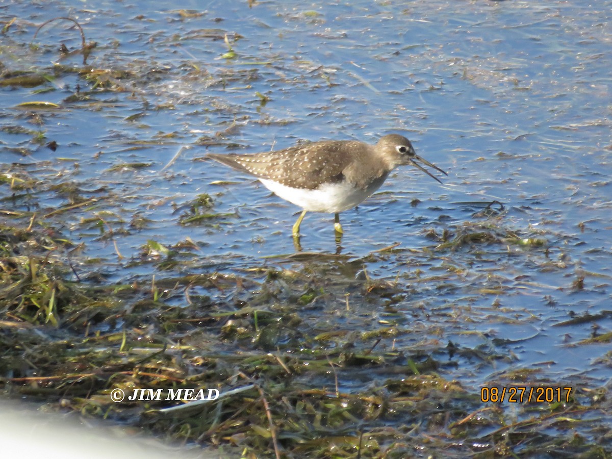 Solitary Sandpiper - ML67347881