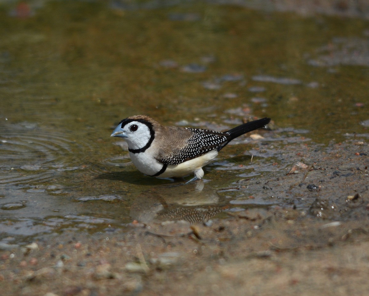 Double-barred Finch - ML67348001