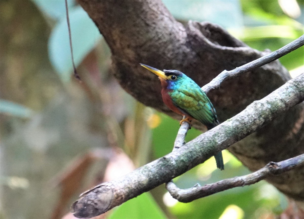 Blue-cheeked Jacamar - ML67348161