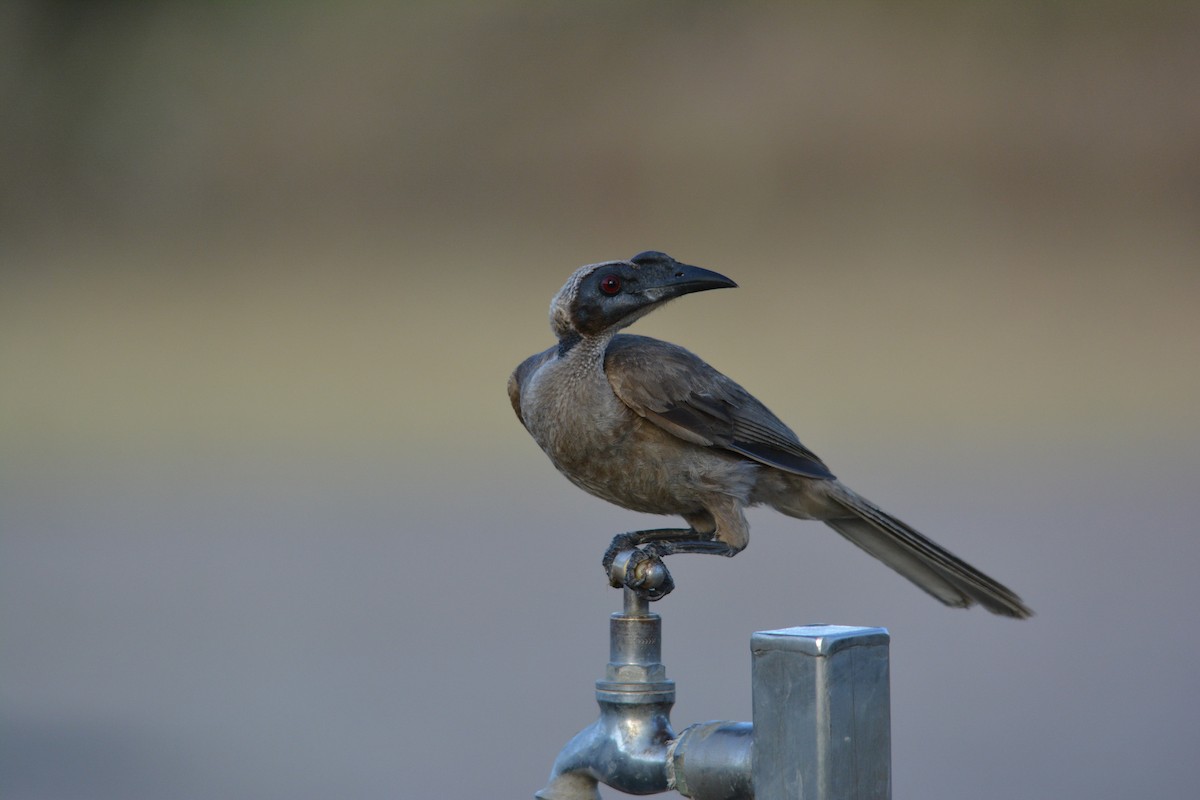 Helmeted Friarbird - ML67348851