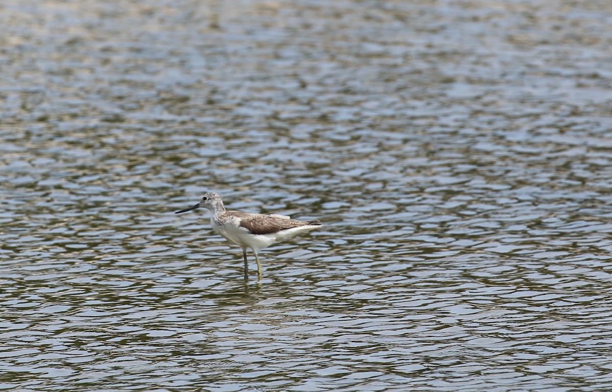 Common Greenshank - ML67349471