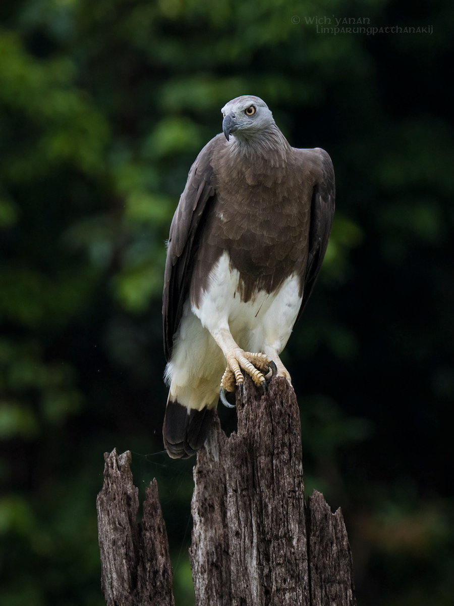Gray-headed Fish-Eagle - Wich’yanan Limparungpatthanakij