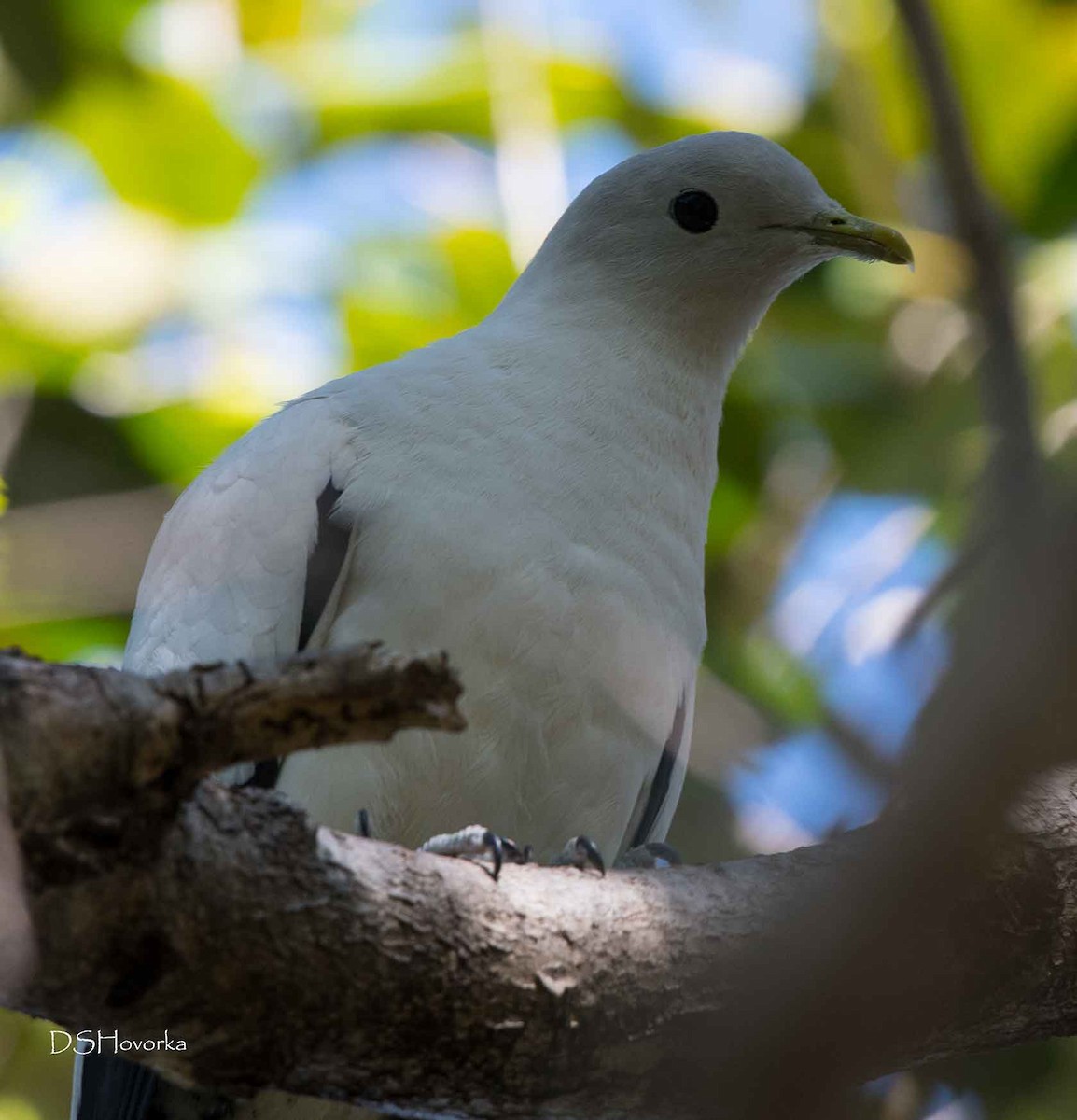 Torresian Imperial-Pigeon - ML67350781