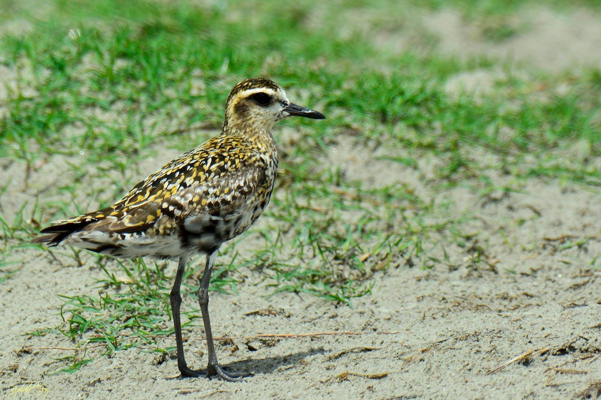 Pacific Golden-Plover - Biswanath Mondal