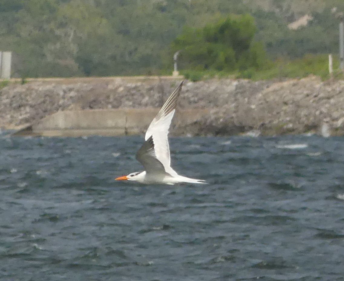 Royal Tern - ML67351281