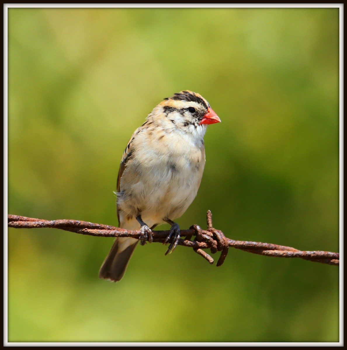 Pin-tailed Whydah - Albert Linkowski