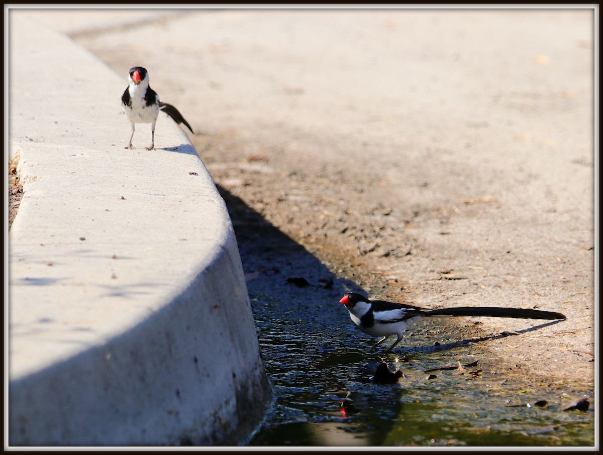 Pin-tailed Whydah - ML67351751