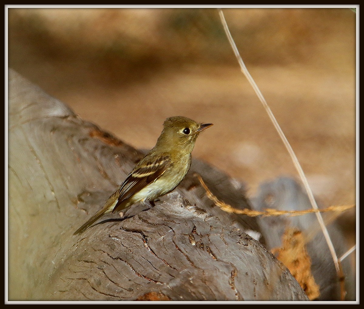 Western Flycatcher (Pacific-slope) - Albert Linkowski