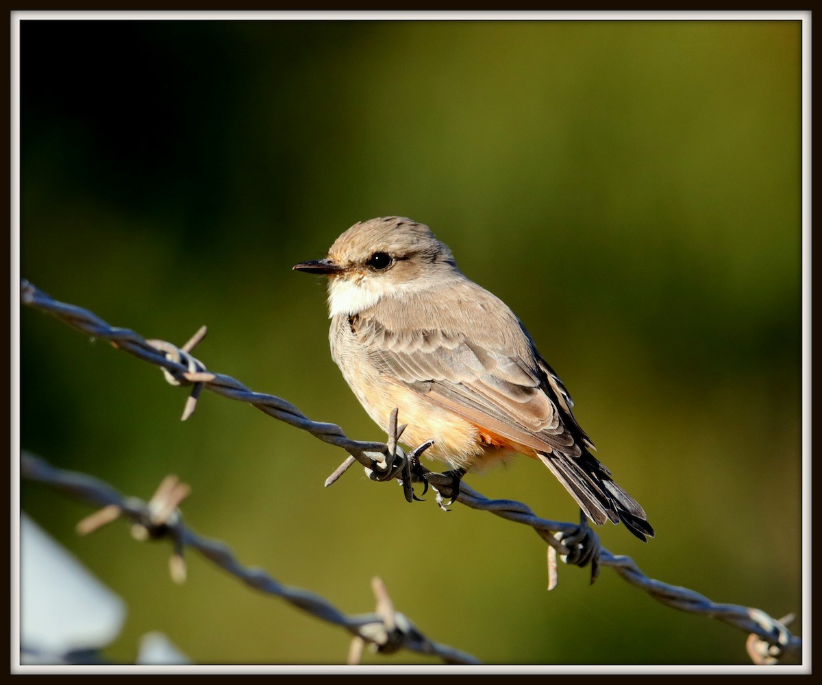 Vermilion Flycatcher - ML67351801