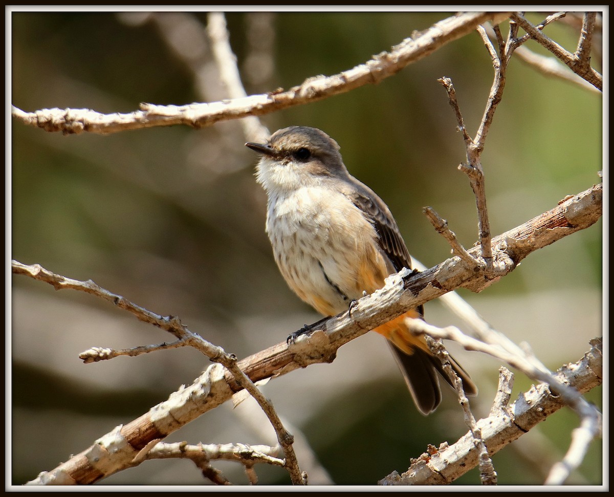 Vermilion Flycatcher - ML67351901