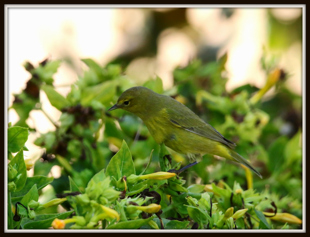 Orange-crowned Warbler - ML67351941