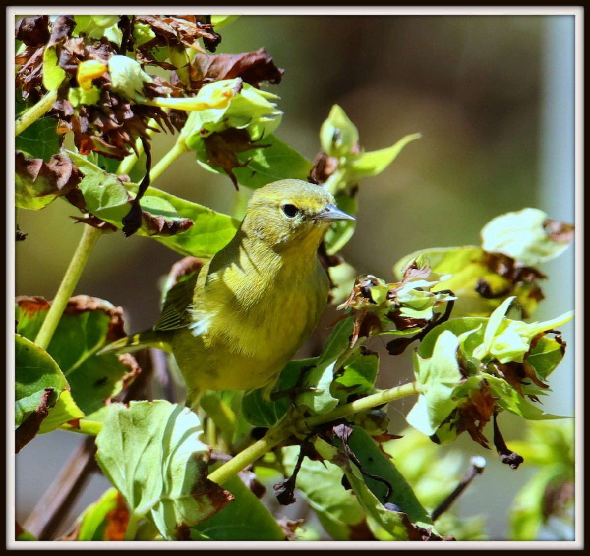 Orangefleck-Waldsänger - ML67351951