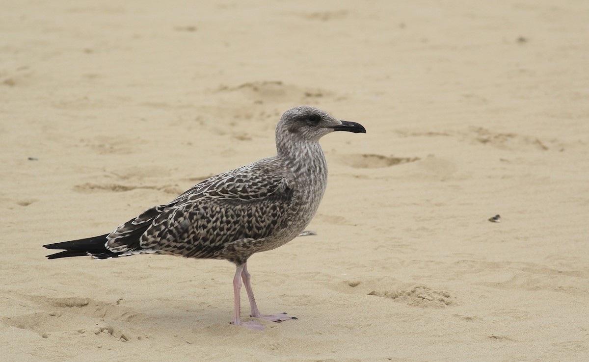 Lesser Black-backed Gull - ML67352051