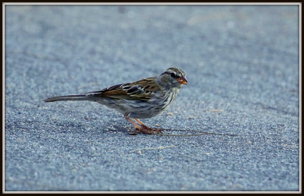Chipping Sparrow - ML67352081