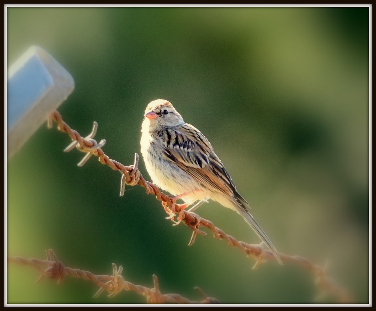 Chipping Sparrow - ML67352131